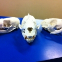 Articulated mammal skulls